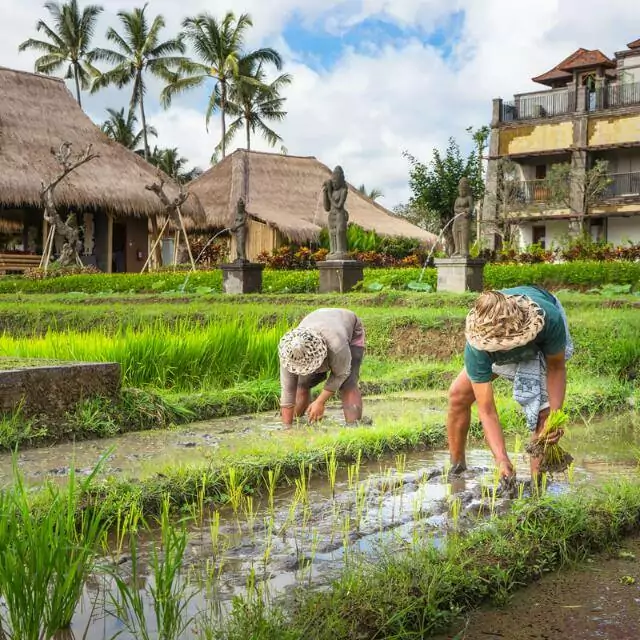 Jungkir Balik Regulasi Pelaksanaan UU Desa - Desapedia