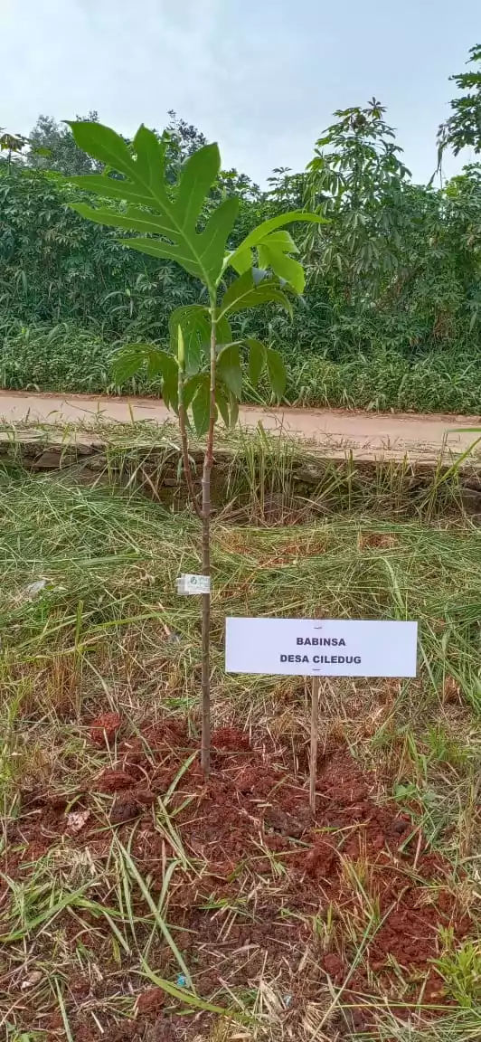 Babinsa Koramil 06/Setu Ikut Aksi Gerakan Sejuta Pohon di Situ Burangkeng - PT Desapedia Bangun Jaya