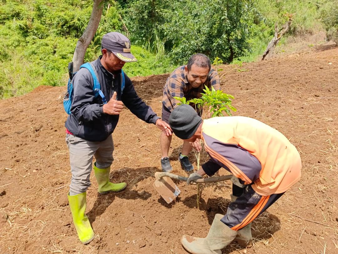 Kades Karamatwangi Bersama Almisbat Tanam Pohon Kopi Biji Kuning Bantuan Kementerian LHK - Desapedia