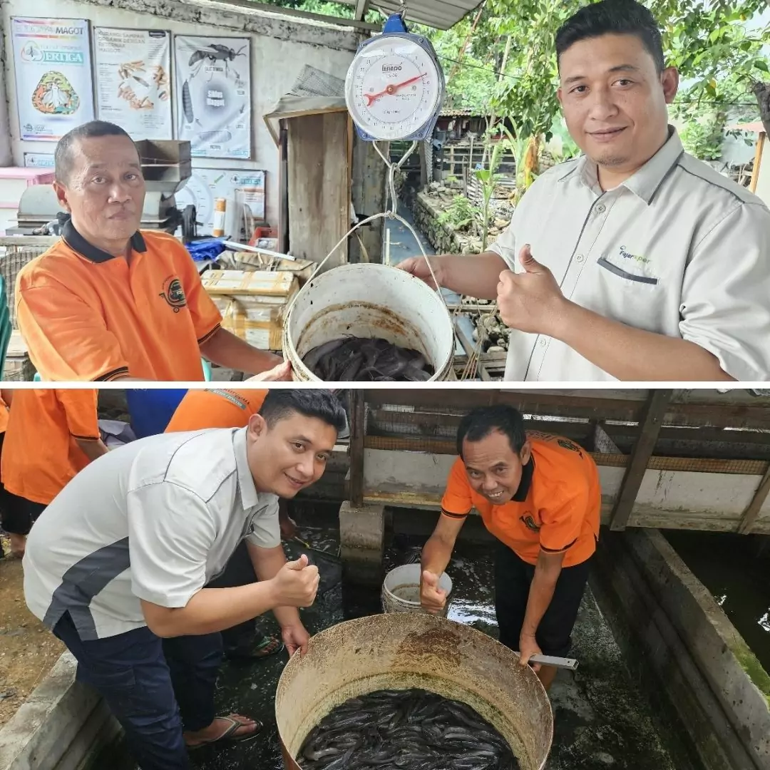 Fajar Paper Sukseskan Panen Lele, Dukung Kemandirian Ekonomi Warga Binaan - PT Desapedia Bangun Jaya